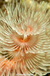 Nikon D70S - 105macro - DS160 - Bunaken Sulawesi by Alberto D'este 